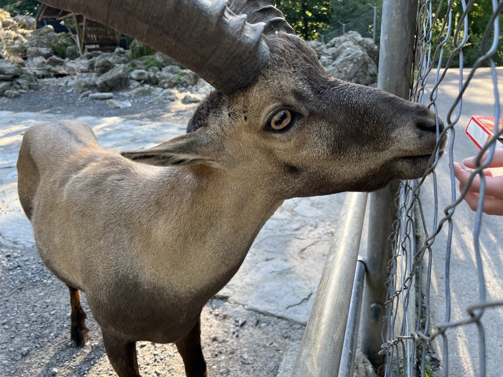 Red deer eating special feed at Brienz Wildlife Park