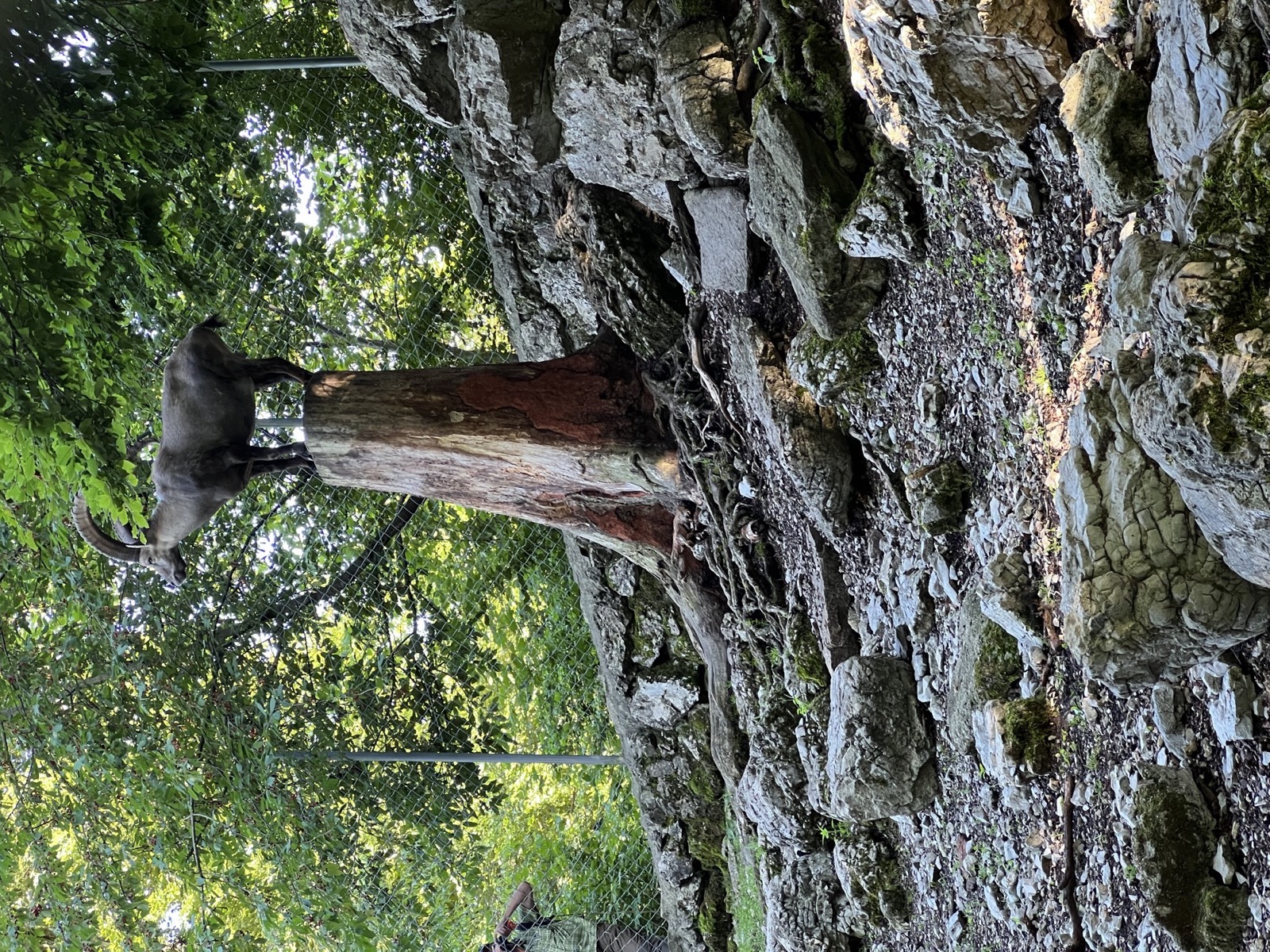 Ibex at Brienz Wildlife Park