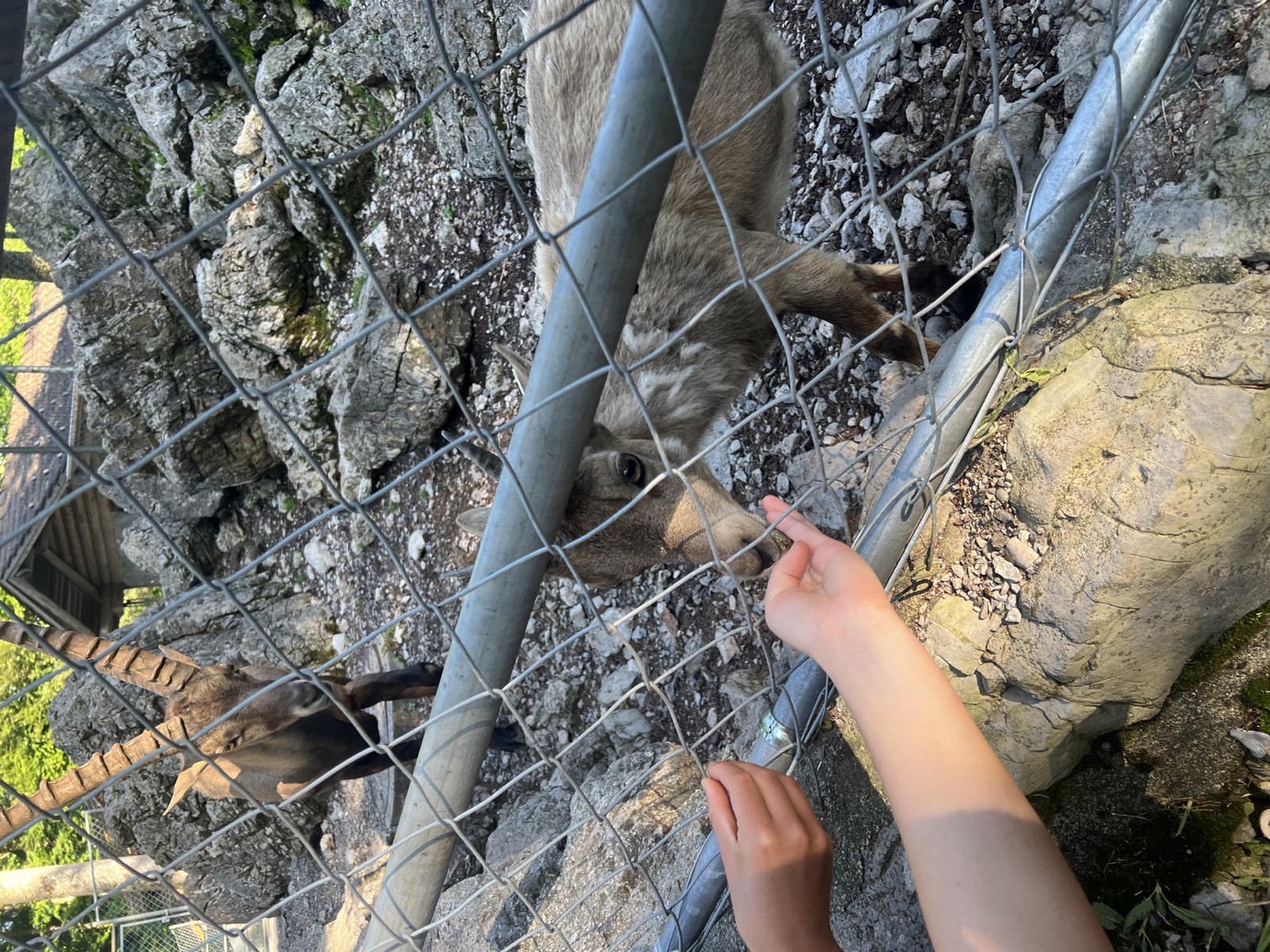Children feeding animals at Brienz Wildlife Park